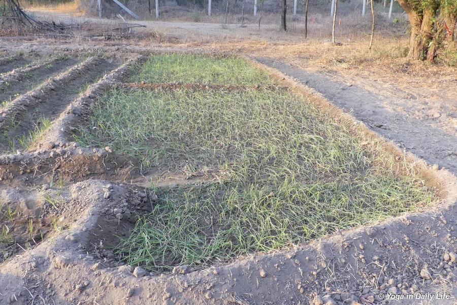 Spring onion seedlings transplanted mid month